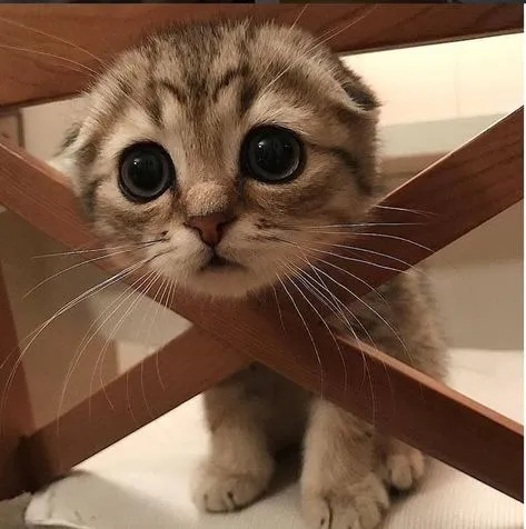 smol cat